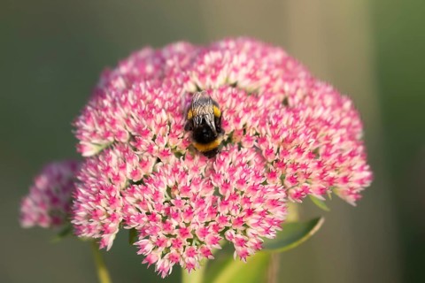 Buff tailed bumblebee (Bombus terrestris) adult bee feeding on a Sedum flower in an urban garden in