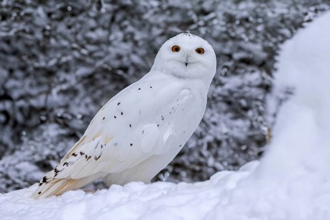 Snowy owl, white owl, Arctic owl (Bubo scandiacus, Strix scandiaca) male in the snow on the tundra