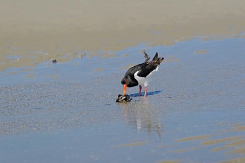 Oystercatcher (Haematopus ostralegus) with preyed mussels (Mytilidae), North Sea, Norderney, East