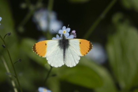 Orange tip (Anthocharis cardamines) butterfly feeding on a Forget-me-not flower in the springtime,