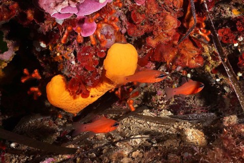Agelas oroides (Agelas oroides) and mullet king (Apogon imberbis) in a living reef, dive site