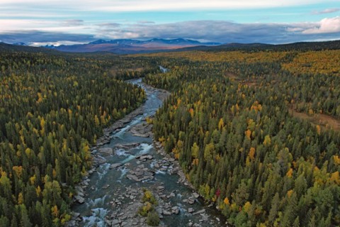 Drone shot, view of the river Kamajakka, coniferous forest and birch forest, autumn, Sarek