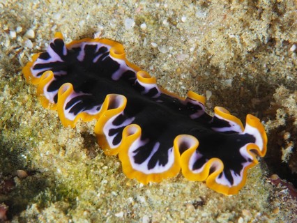 Colourful flat flatworm species, yellow-black whirlpool worm (Pseudoceros), on the sandy seabed,