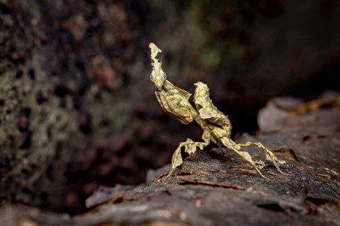 The praying mantis imitates brown leaves on tree bark, ghost mantis (Phyllocrania paradoxa)