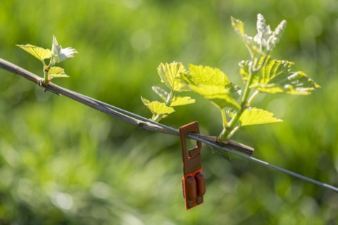 Pest control in the vineyard, young leaves of a grapevine in spring, pheromone ampoule for
