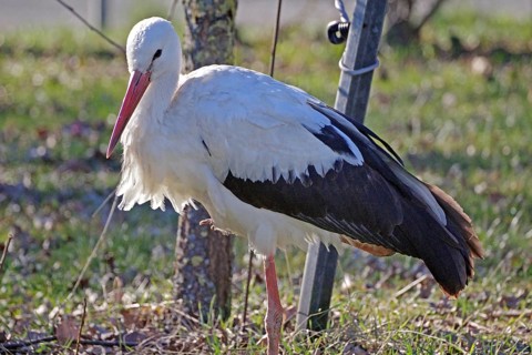 One-legged stork balancing in a meadow, Hitzacker, Wendland, Lower Saxony, Germany