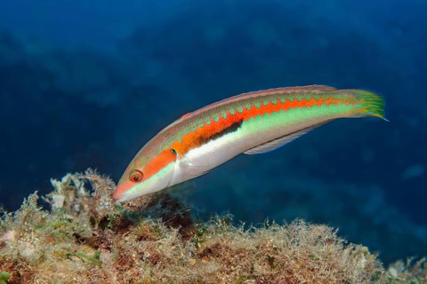 Male specimen of sea squill (Coris julis) from the wrasse family (Labridae), Mediterranean Sea