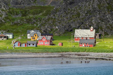 Reindeer on the beach in the village of Hamningberg, Varanger Peninsula, Finnmark