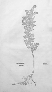 Artemisia pontica, Roman wormwood (Artemisia pontica), woodcut by Leonhart Fuchs, from New