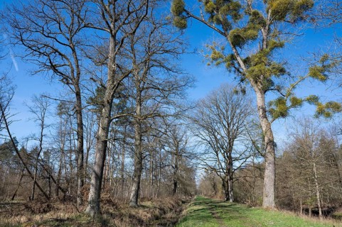English oak (Quercus robur) and poplar (Populus) with mistletoe (Viscum album), blue sky, Barnbruch