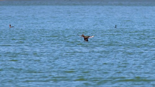 Common scoter (Melanitta nigra), A bird in the distance spreads its wings over the lake, Gadoura,