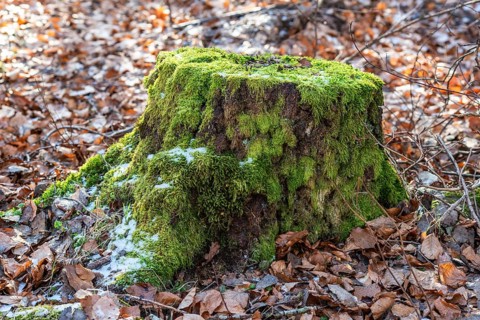 Tree stump with green moss among brown beech leaves in Snogeholm, Sjöbo municipality, Skåne county,