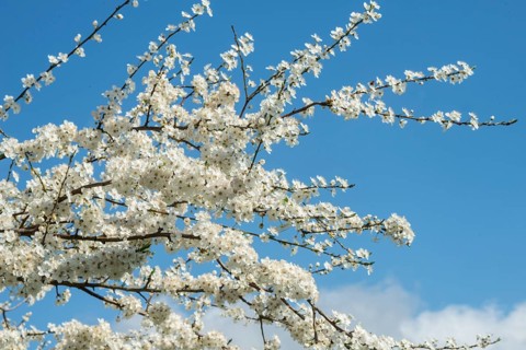 Flowering sloe, blackthorn (Prunus spinosa) in Ystad, Skåne county, Sweden, Scandinavia