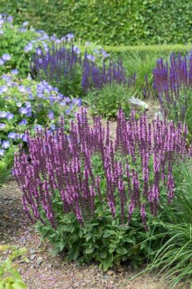 Steppe sage (Salvia nemorosa 'Rose Queen'), Schloss Dyck, Germany