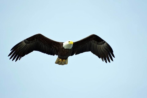 A flying eagle with spread wings in front of a blue sky, National Park, Khutzeymateen Grizzly Bear