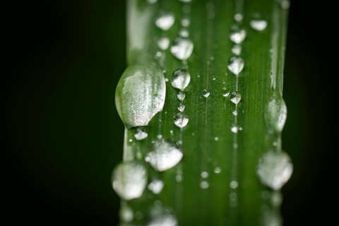 Blade of grass with water droplets, Inverewe Gardens, Osgood Mackenzie, Poolewe, Loch Ewe,