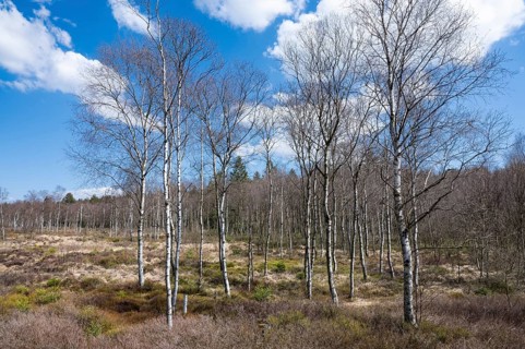 Downy birches (Betula pubescens) in the Mecklenbruch raised bog, nature reserve, Solling-Vogler