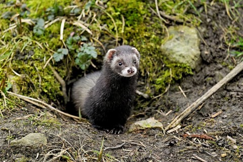 European polecat (Mustela putorius), also known as ferret, looking out of its cave, captive,
