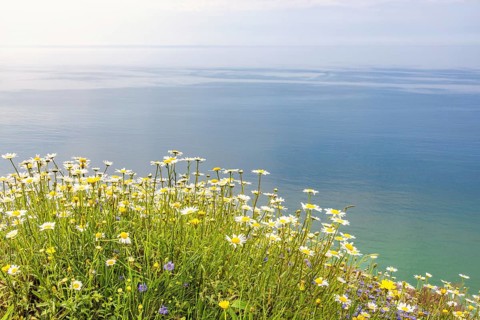 Flowering wildflowers on a meadow at a scenics sea view a beautiful summer day by the sea, Crozon