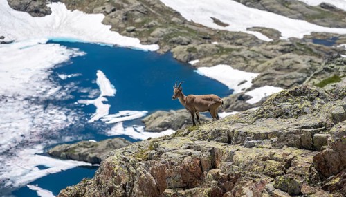 Alpine ibex (Capra ibex), on a rock, behind Lac Cornu, Aiguille Rouges, Chamonix, France