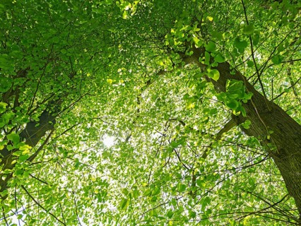 View upwards, tree avenue in Sieseby, forest of leaves, backlight shot, Thumby, Schwansen
