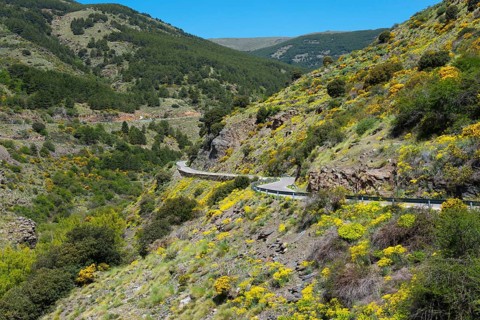 Mountain road through hilly landscape with yellow flowers and forests, AL-5402, north of Bayárcal,