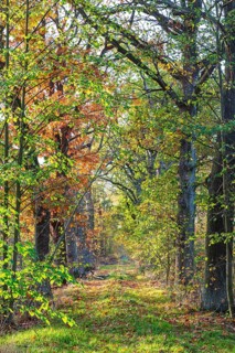 Forest path through the autumn forest near Zschorna, Thiendorf, Saxony, Germany