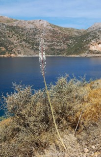 Maritime squill (Urginea maritima) at the Laconian Gulf near Porto Kagio, Mani, Laconia,