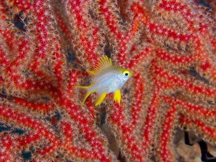 A small yellow fish, Golden damselfish (Amblyglyphidodon aureus) juvenile, swimming among red