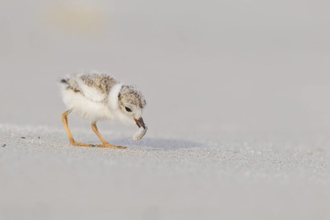 Piping Plover : Crane Beach : Ipswich, MA