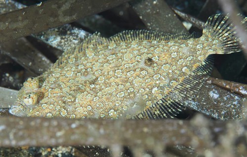 A well camouflaged flounder, eyespot dwarf turbot (Zeugopterus regius), rests between Neptune grass