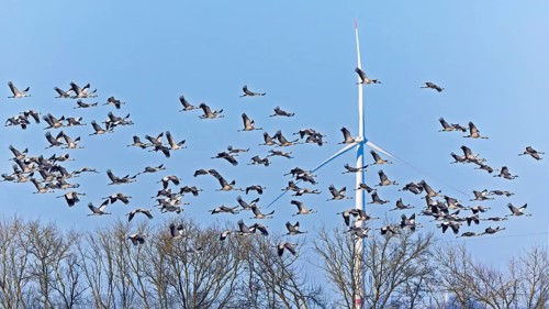 Common crane (Grus grus), also Eurasian crane, migratory bird, resting bird, flock, wind farm, wind