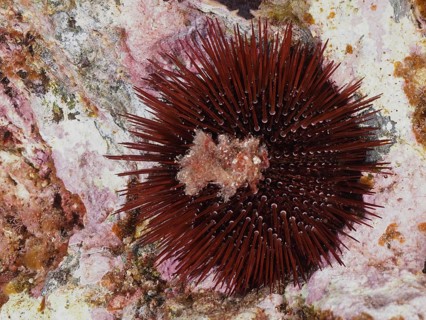 Stone urchin (Paracentrotus lividus) with purple spines on seabed, dive site L'anse aux blés, Giens