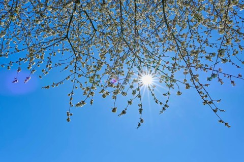 Sunbeams shine through blossoming cherry tree branches in the clear blue sky, Seckmauern,