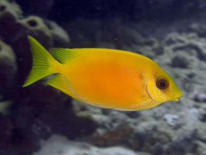 A bright yellow Indian coral rabbitfish (Siganus corallinus) swimming in the sea, dive site Close