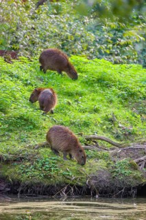 A (greater) capybara (Hydrochoerus hydrochaeris) searches for food in the dense riparian vegetation