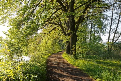 Weg am Horkaer Teich, Bischofswerda, Saxony, Germany