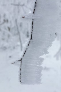 Branch with hoarfrost formed by the wind, enchanted winter forest at Czorneboh, Upper Lusatia,