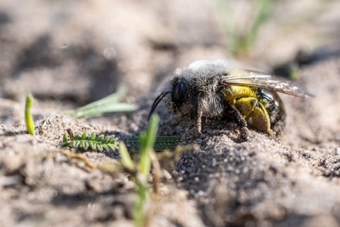 Ashy Mining Bee (Andrena cineraria), Emsland, Lower Saxony, Germany