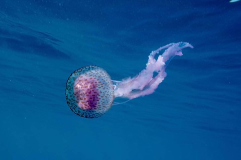Single luminous jellyfish (Pelagia noctiluca) swimming in deep blue water, dive site Cap de Creus