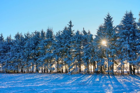 A row of spruce trees whose shadows fall on a white field, winter, Wasserkuppe, Gersfeld, Rhön,