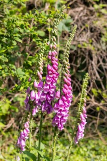 Flowering foxglove (digitalis) in the historic apothecary garden next to the ruins of the Heilig