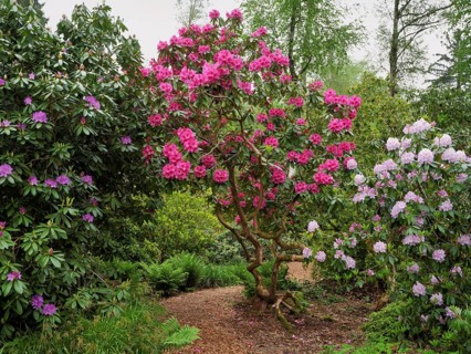 Flowering rhododendron (Rhododendron campanulatum), Seleger Moor, Rifferswil, Canton Zurich,