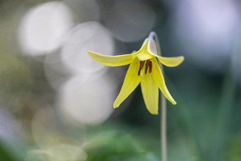 Dogtooth (Erythronium americanum), Emsland, Lower Saxony, Germany