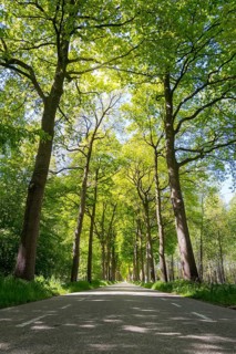 Limbricht, Limburg, Netherlands, Elongated avenue with tall, leafy trees and sunlight illuminating