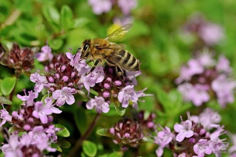Honey bee (Apis mellifera), collecting nectar on wild thyme (Thymus pulegioides), Switzerland