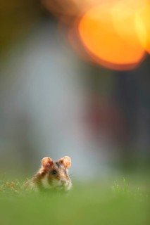 Common Hamster (Cricetus cricetus) foraging on meadow in sunset, Vienna, Austria