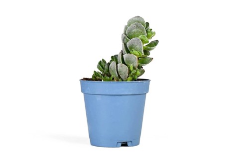 Small 'Crassula jade Tower' succulent plant in blue flower pot on white background