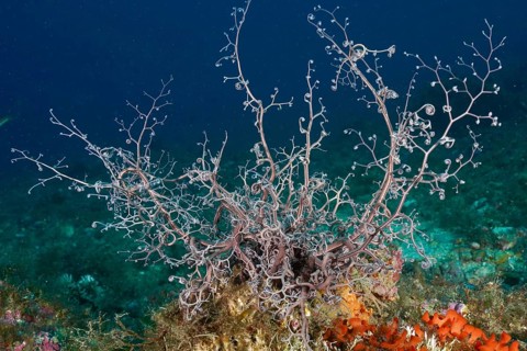 Large coral-like organism, mediterranean basket star (Astrospartus mediterraneus), with branching