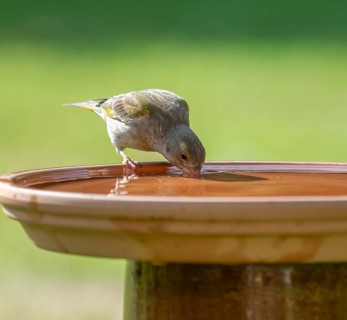 Greenfinch (Chloris chloris), female drinking water from a bird bath, Lower Saxony, Germany